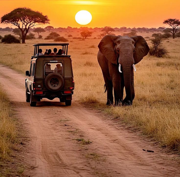 Travel Insurance
